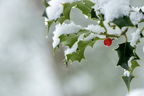 Winter and Holiday Season